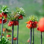 Four Spring Songs by...